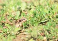 Brown common frog