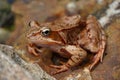 brown common frog