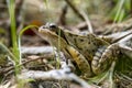 Brown common frog sits hidden on the ground between grass and leaves Royalty Free Stock Photo