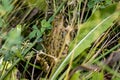 Brown common frog sits hidden on the ground between grass and leaves Royalty Free Stock Photo