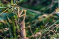 Brown common mantis mantis religious in wildlife