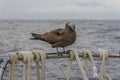 The brown or common noddy Anous stolidus aboard a yacht in the middle of the Pacific Ocean, 300 miles from the Tuamotu