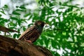 Brown Common starling bird standing on brown tree branch under blur green leaves Royalty Free Stock Photo