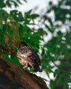 Brown Common starling bird standing on brown tree branch under blur green leaves, vertical shot Royalty Free Stock Photo