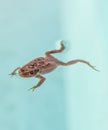 A brown common toad Bufo bufo floating in a pool Royalty Free Stock Photo