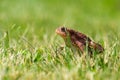A brown common toad Bufo bufo in green grass Royalty Free Stock Photo
