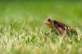 A brown common toad Bufo bufo in green grass Royalty Free Stock Photo