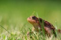 A brown common toad Bufo bufo in green grass Royalty Free Stock Photo