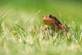 A brown common toad Bufo bufo in green grass Royalty Free Stock Photo
