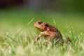 A brown common toad Bufo bufo in green grass Royalty Free Stock Photo