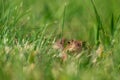 A brown common toad Bufo bufo in green grass Royalty Free Stock Photo