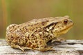 Brown common toad Royalty Free Stock Photo