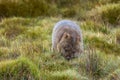 Brown Common Wombat grazing grass for dinner at Cradle mountain, Tasmania, Australia. Royalty Free Stock Photo