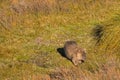 Brown Common Wombat grazing grass after leaving poo, feces behind its back at Cradle mountain, Tasmania, Australia.
