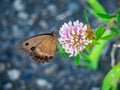 Brown wood nymph butterfly on the roadside 6 Royalty Free Stock Photo