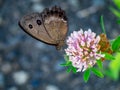 Brown wood nymph butterfly on the roadside 7 Royalty Free Stock Photo