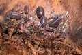 Brown common woodlouse Oniscus asellus Royalty Free Stock Photo