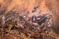 Brown common woodlouse Oniscus asellus Royalty Free Stock Photo