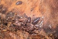 Brown common woodlouse Oniscus asellus Royalty Free Stock Photo