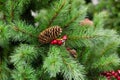 Brown cone on artificial Christmas tree, close-up Royalty Free Stock Photo