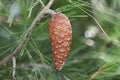 Brown cone on a pine tree at the sea