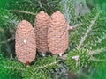 Brown cone on tree branch