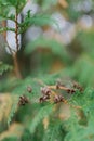 Brown Cones on Branch of Cedar Tree