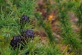 Brown cones on green larch