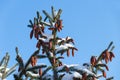 Brown cones on top of spruce under white snow Royalty Free Stock Photo