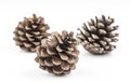 Brown cones on white background