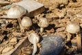Pluteus Petasatus Mushrooms In Saw Dust