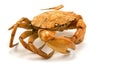 Brown cooked crab