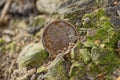 Brown copper coin lies in gray and green earth