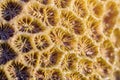 Brown Coral background texture