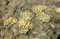 Brown coral on black sand volcanic beach