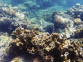 Brown coral in sunlight. Exotic island sea shore. Royalty Free Stock Photo