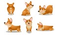 Brown corgi dog animals doing everyday things vector illustration Royalty Free Stock Photo