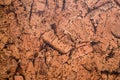 Brown cork board background texture Royalty Free Stock Photo
