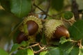 Brown Cork Oak acorns and leaves on a tree - Quercus suber Royalty Free Stock Photo