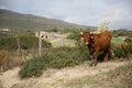 A Brown Corriente Cattle Breed with two horns standing with a hilly mountain view