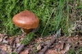 Brown, Cortinarius mushroom in the woods, close-up