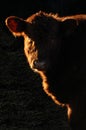 Brown cow