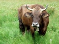 Brown cow