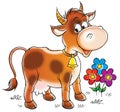 Brown cow