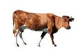 Brown cow Royalty Free Stock Photo