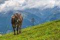 Brown cow on alpine meadow Royalty Free Stock Photo