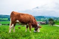 Brown cow with bell eating grass on pasture in Alps mountains, Switzerland. Idyllic landscape with cute cow on green Royalty Free Stock Photo