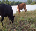 Brown cow and black cow grazing near a reservoir