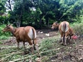 A brown cow is breastfeeding its child. It is one of the animals for Eid al-Adha qurban.