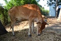 Brown cow Royalty Free Stock Photo